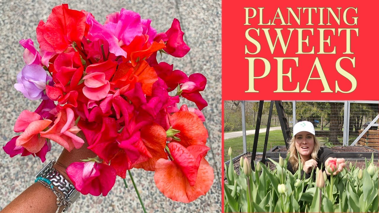 Planting sweet peas | But there's a problem | The Impatient Gardener