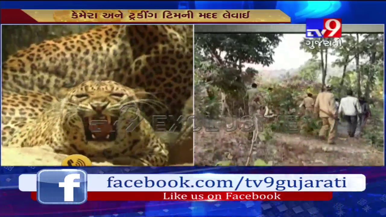 Shoot-to-kill orders issued in Dahod's Dhanpur village for leopard-Tv9
