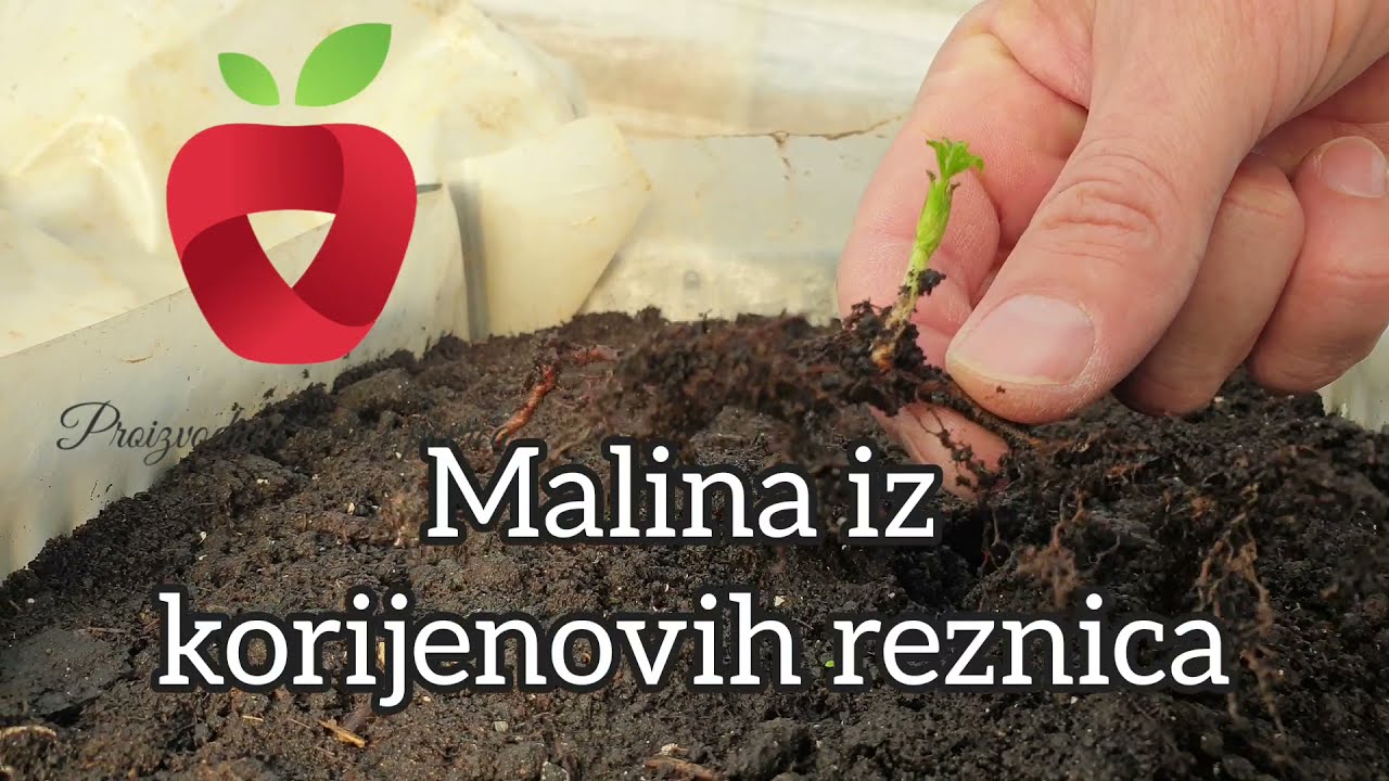 Malina iz korijenovih reznica