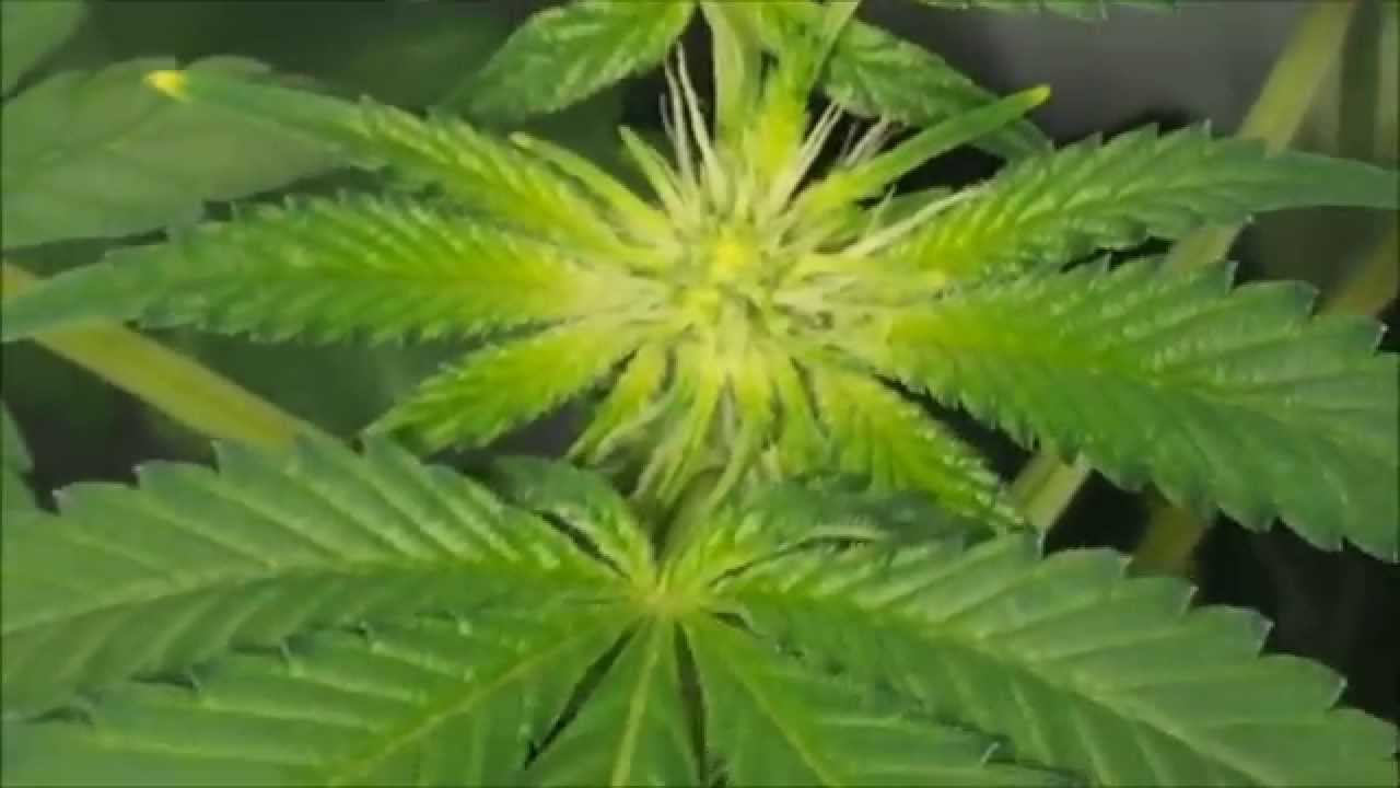 Durango OG - LaPlata Labs - Day 14 Flower