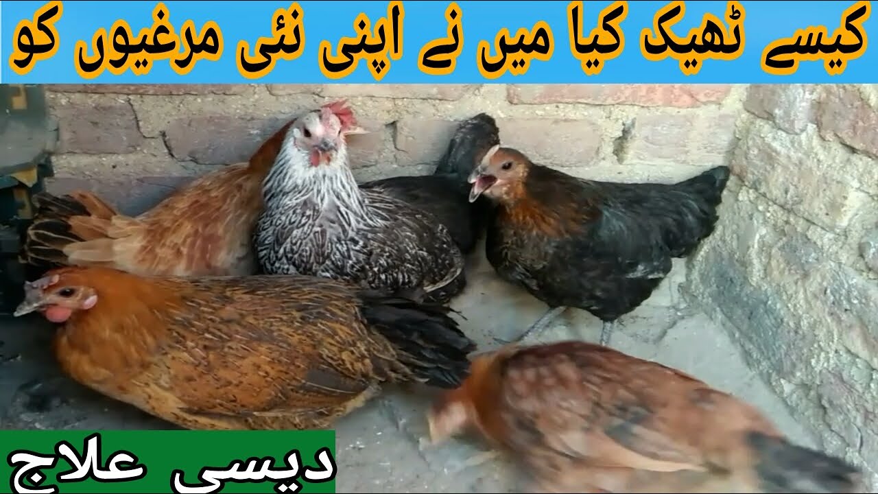 Hens desi treatment for flu, cold, fever, cough, I murgio ka desi ilaj I Healthy and Beautiful Pets