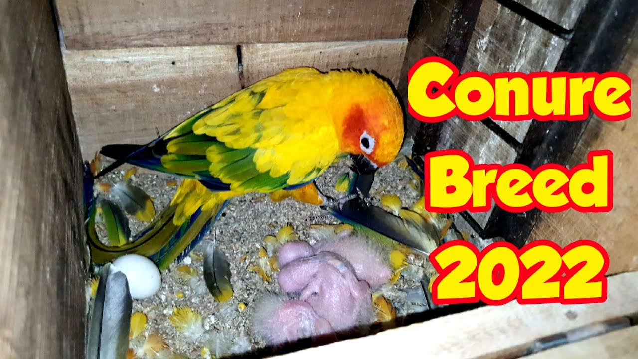 Conure Breed 2022 / Conure Breeding Setup In Lahore Pakistan