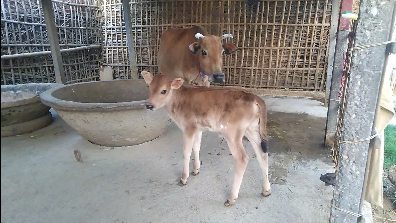 #ABS PREET JERSEY BULL DAUGHTER #PREET BULL FEMALE CALF#ABS SEMEN CALF