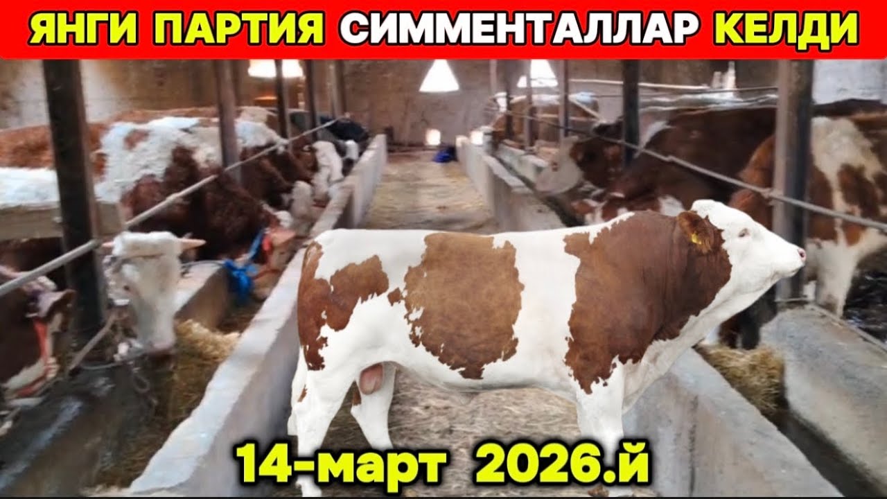 ЯНГИ ПАРТИЯ СИММЕНТАЛЛАР КЕЛДИ Шерзод оға Хазорасп 14-марта 2026 г.