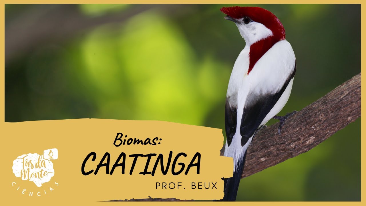 Biomas: CAATINGA - Ensino Fundamental