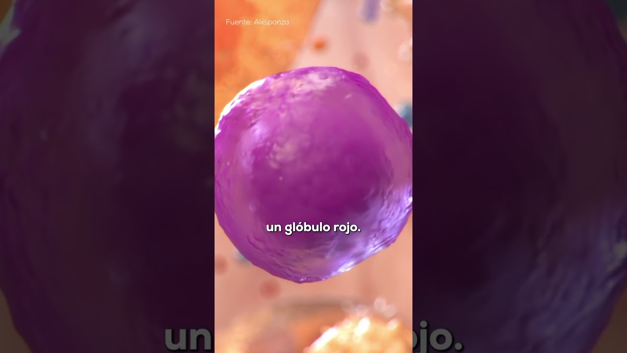 As&iacute; se fabrican las C&Eacute;LULAS de la SANGRE 🥰🦴✨
