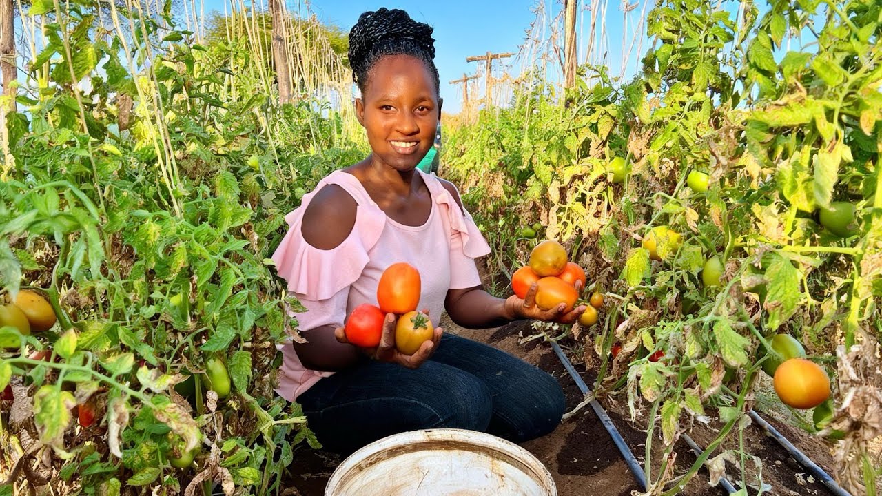 Suprised by our village orange farm/ onions almost bulbing//harvesting tomatoes 