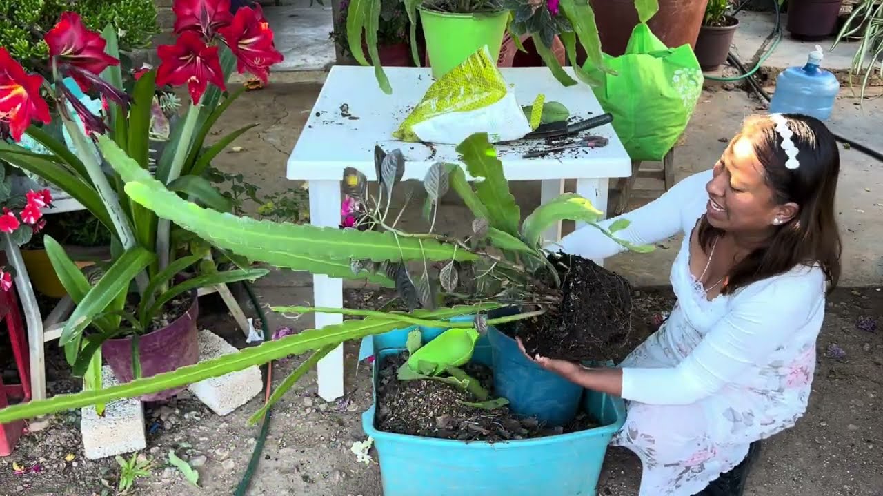 Cantus orquídea ,Epiphyllum cuidados que le doy para que crezca muy grande .