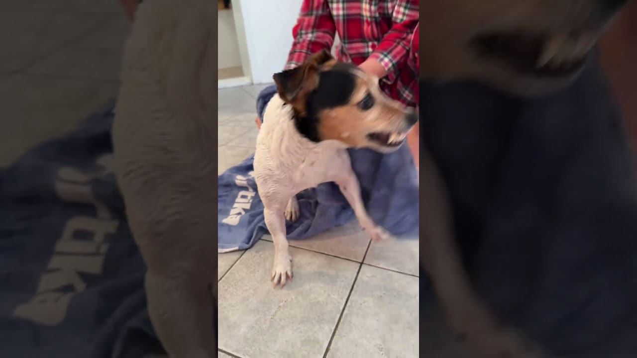 @jack_russell_g hahaha 🤣 #dog #doglover 👍
