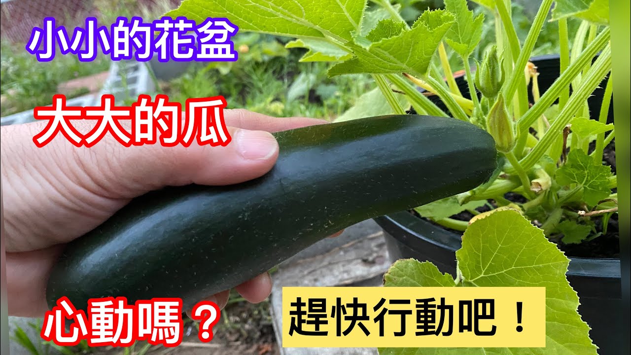 147  新手也能種的【意大利黃瓜/櫛瓜/西葫蘆zucchini 】小小的花盆 也能種出大大的黃瓜【育苗/移栽/土壤/授粉/施肥全攻略】只要土壤疏鬆、什麼瓜都能種