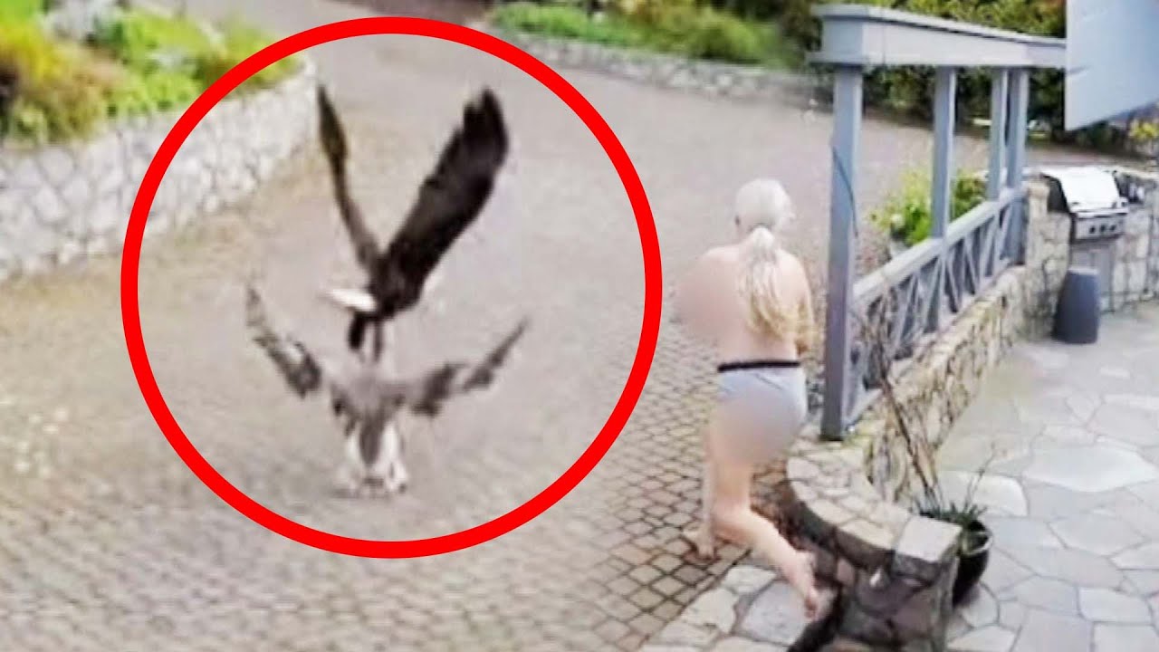 Breast-Feeding Mom Saves Pet Goose From Bald Eagle Attack