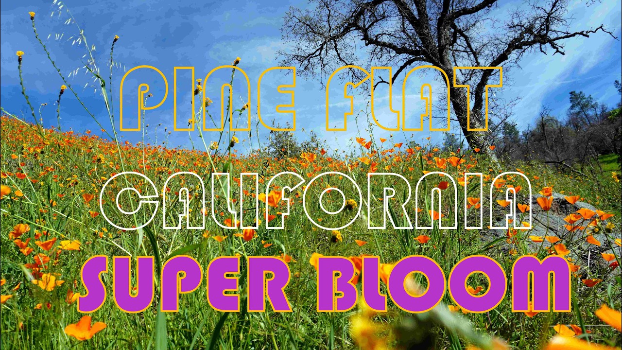 HIKING PINE FLAT TRAILS WILD POPPY SUPER BLOOM