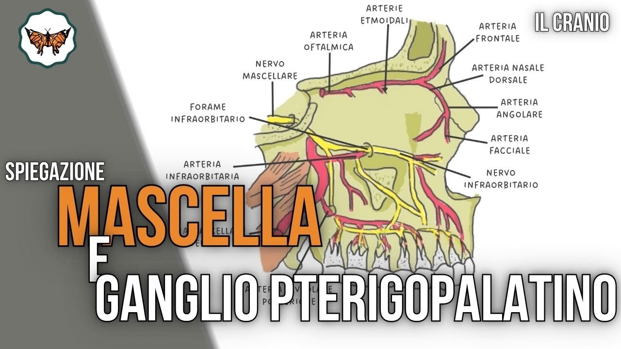Osso Mascellare e ganglio pterigopalatino
