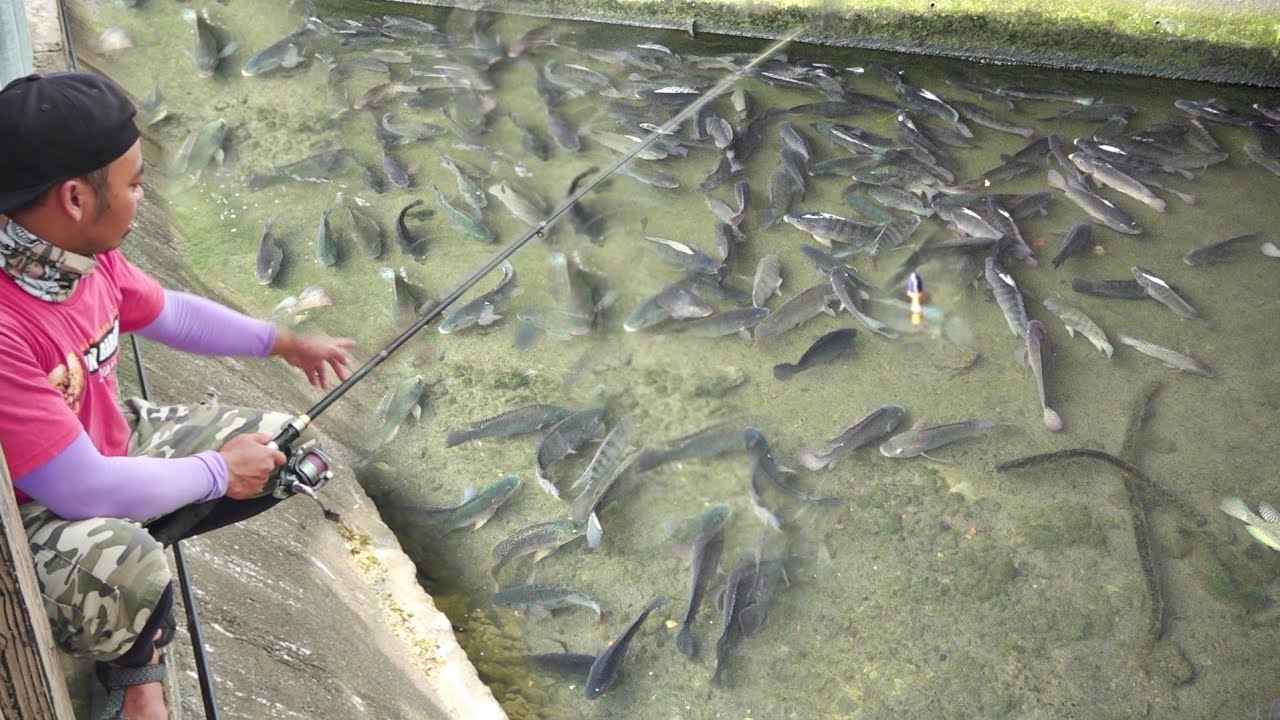 Tidak DiLarang❗Saya Nekat Mancing Disarang Ikan #TC_255