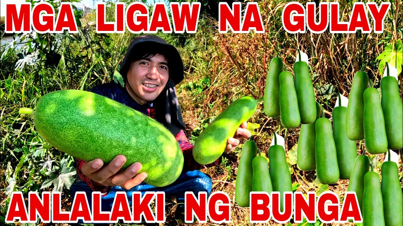 Natagpuan Namin Ang Mga Nakatagong Ligaw Na Gulay Sa Ilog Ng Taiwam