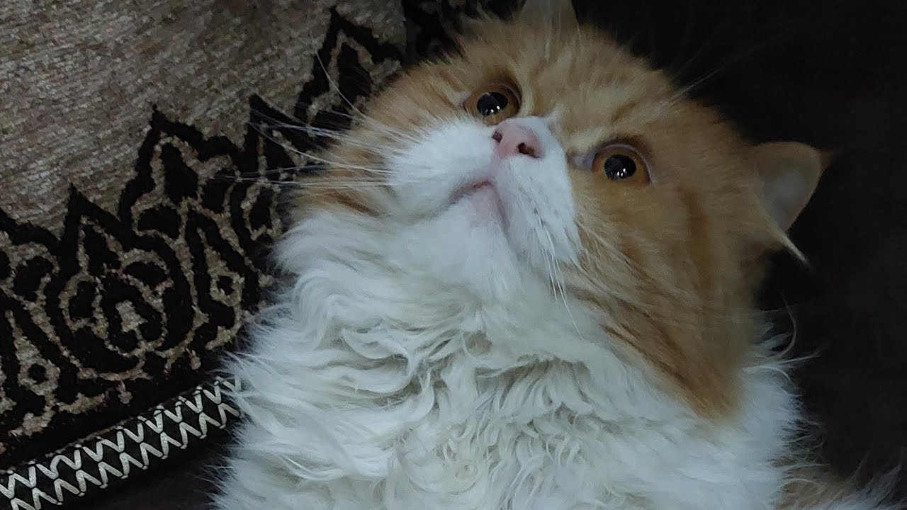 Cute cat funny pet video