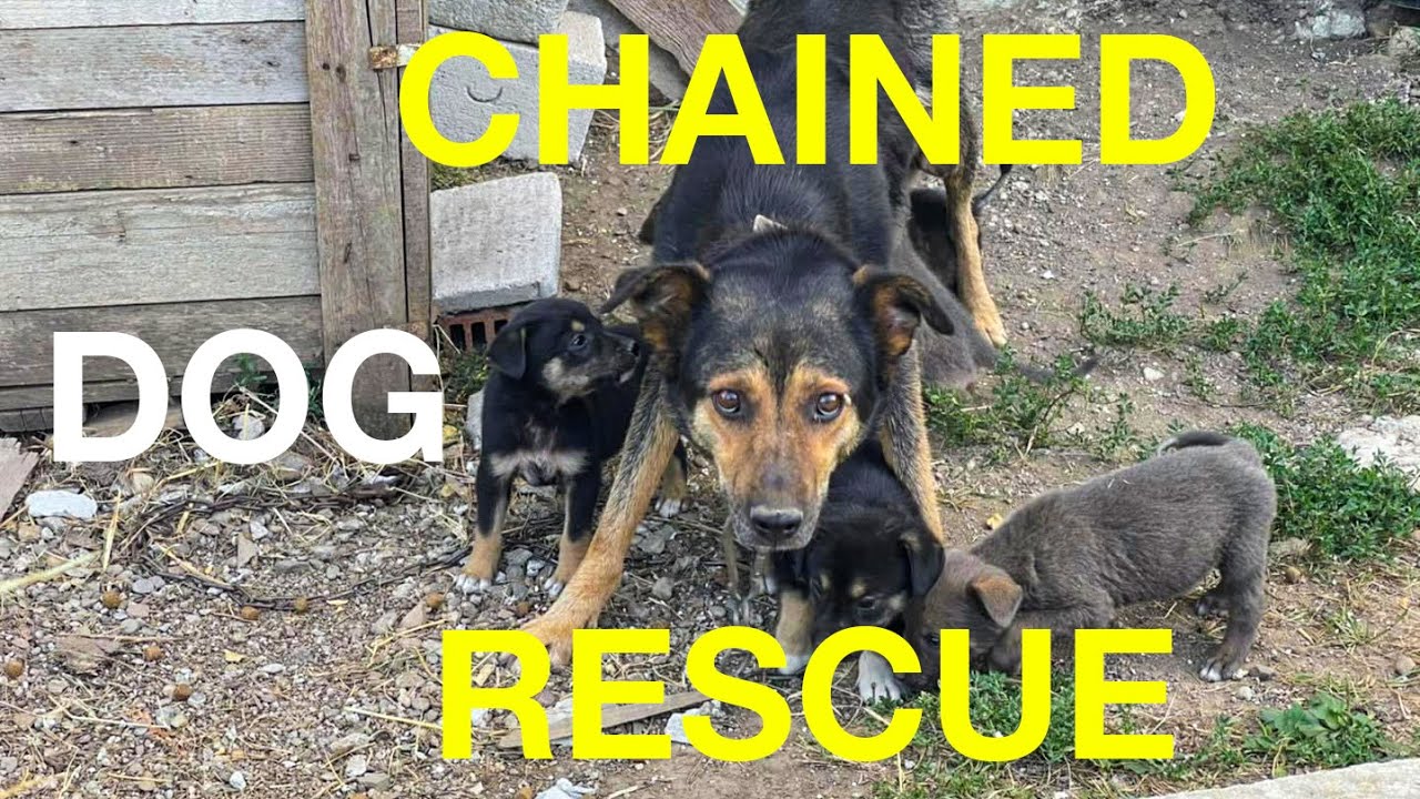 CHAINED DOG RESCUE! Dog has been on chain her whole life until she got rescued and was finally free!