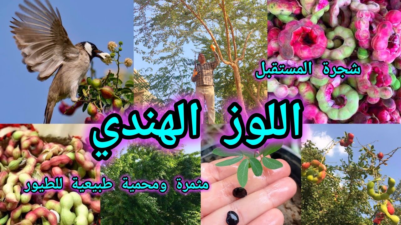 اللوز الهندي شجرة مثمرة فوائدها عجيبة تعتبر محمية طبيعية للطيور تنافس أقوى الاشجار الملائمة للتشجير