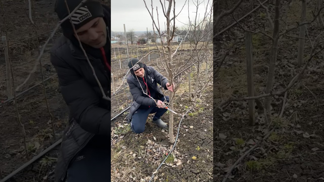 Жесткая обрезка груши