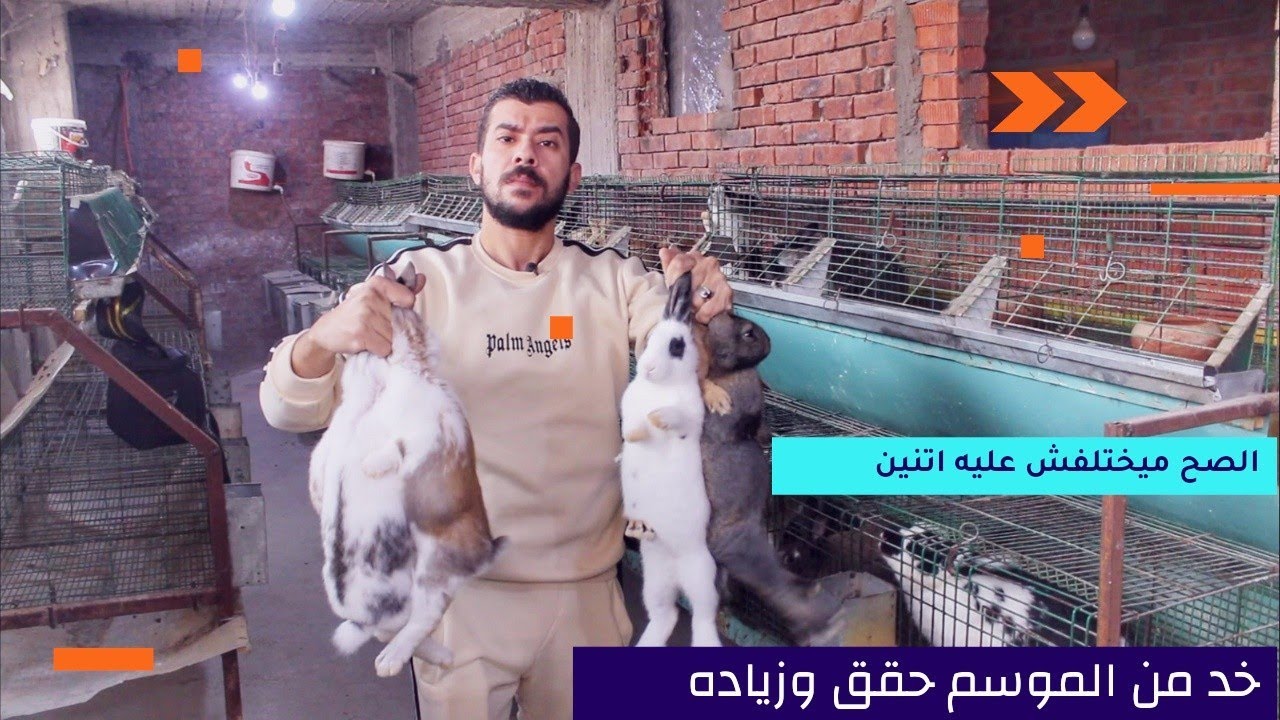 متي يتم فطام صغار الارانب🐇