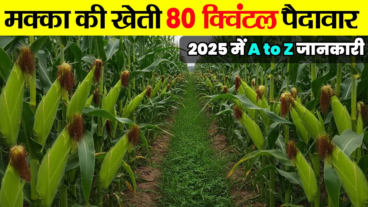 Makka ki kheti | मक्का की खेती कब और कैसे करें | makke ki kheti A to Z jankari🌱makka ki top variety