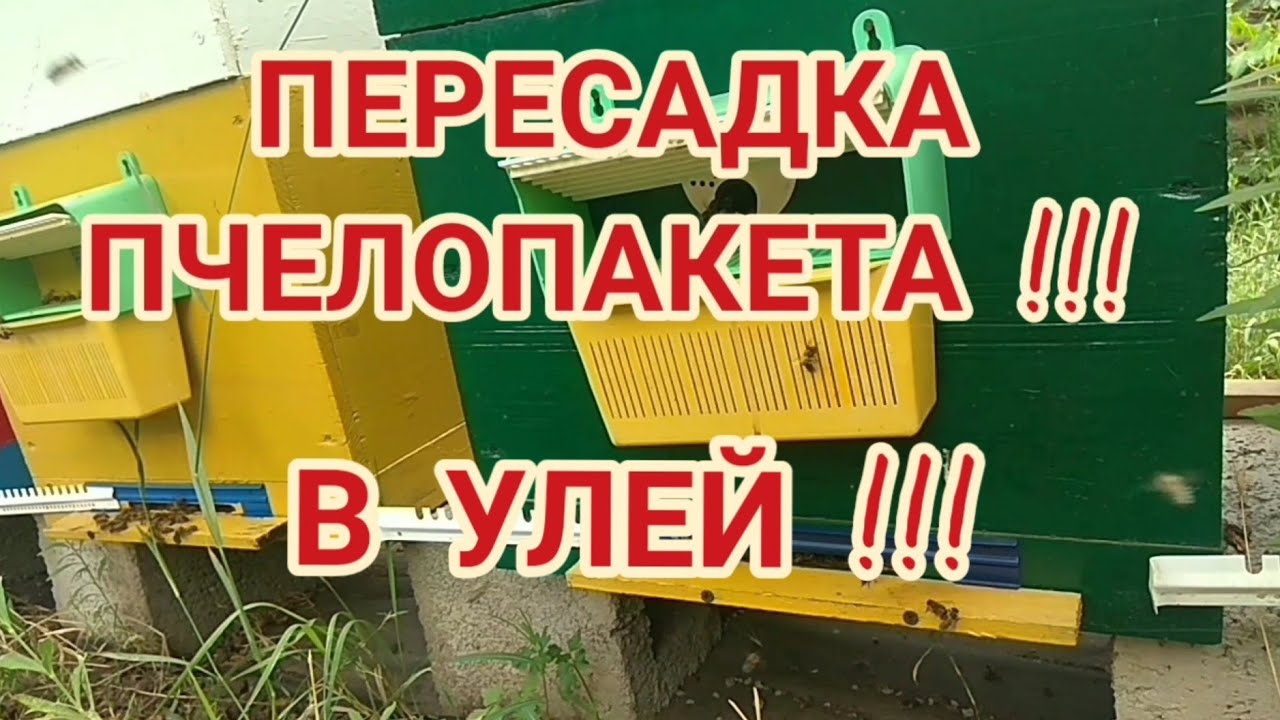 Пересадка ПЧЕЛОПАКЕТА В Улей 👍👃!!!