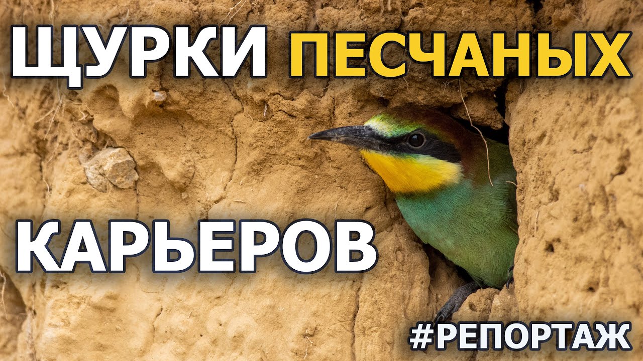 Щурки песчаных карьеров