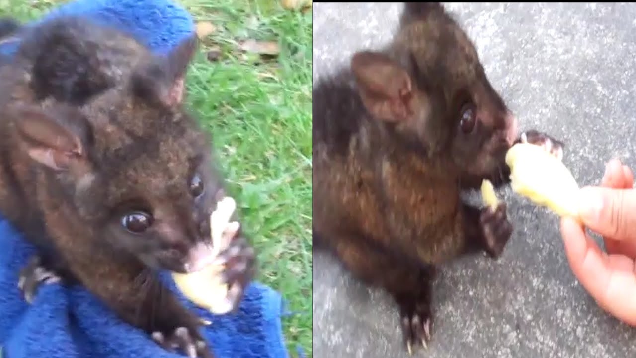 Tame Possum Pet Getting Fed
