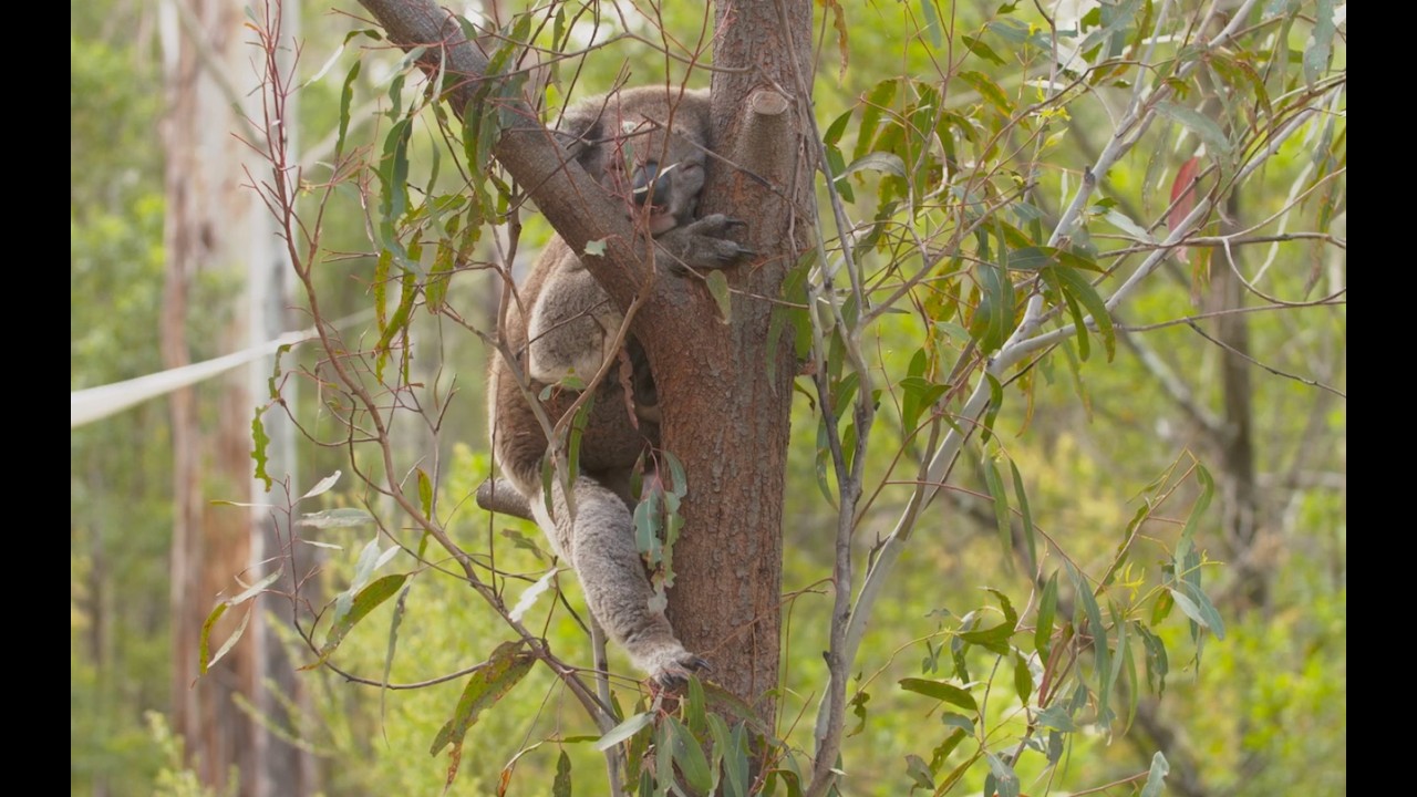 Property Development in the A.C.T. - The Wildlife Refugees