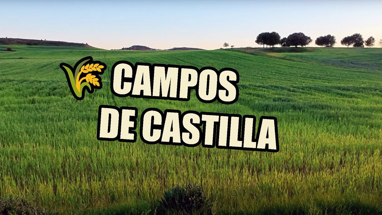 🌾 Paseo con música relajante por un camino rural al atardecer en 4K