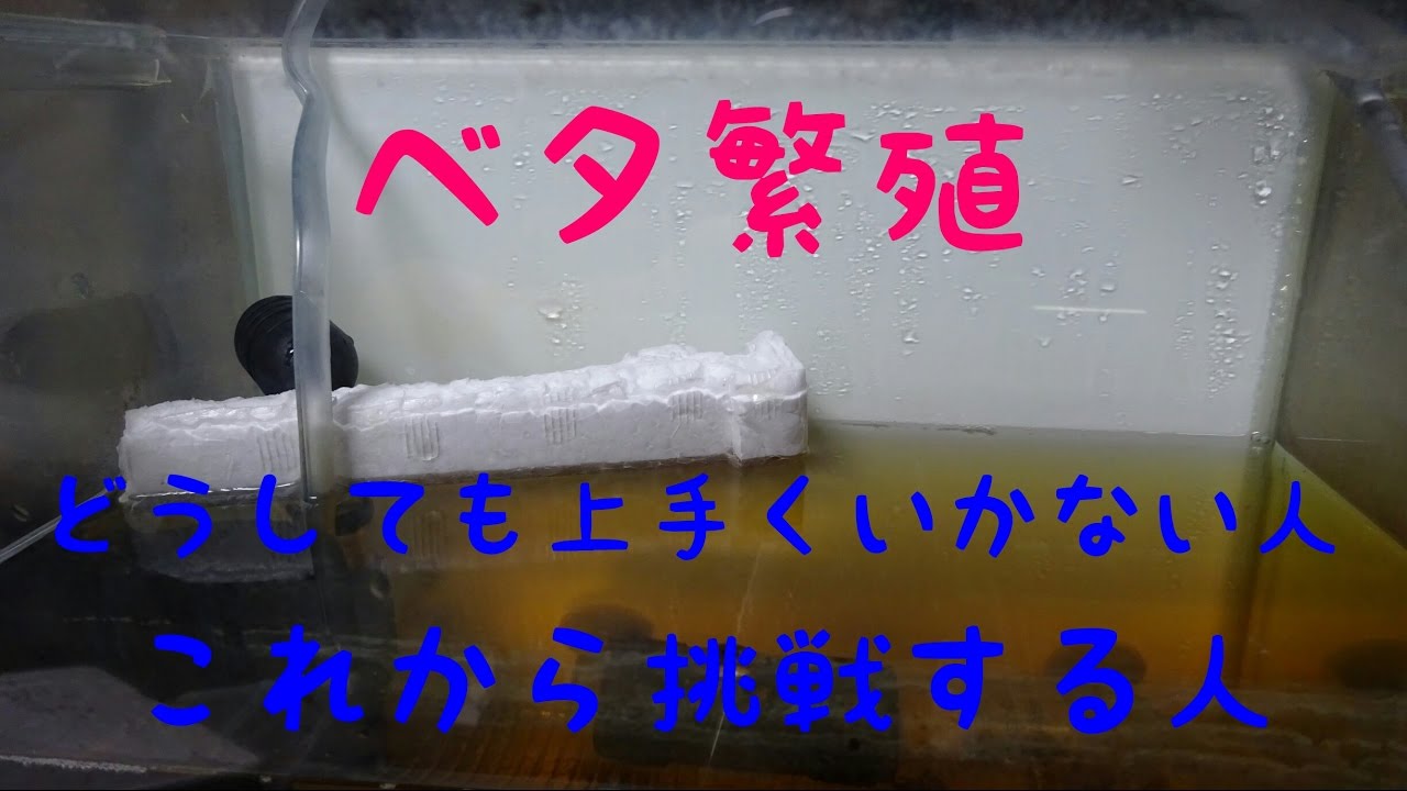 【初心者向け】 ベタの繁殖方法Part1 準備編　【ベタ】