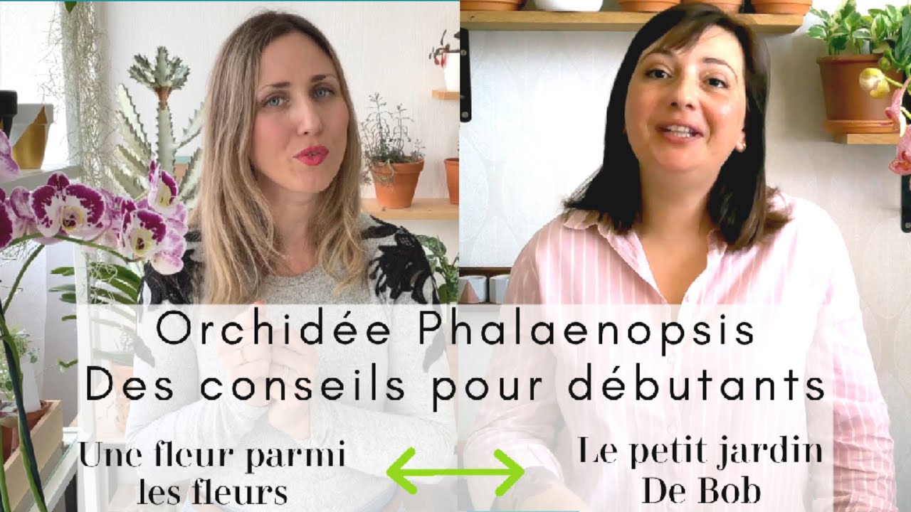 Entretien d'une Orchidée Phalaenopsis : Conseils pour débutants | Avec UNE FLEUR PARMI LES FLEURS