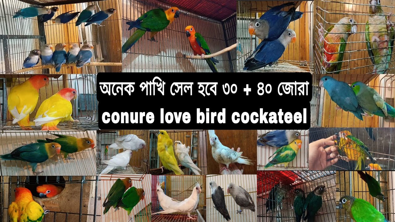 পাখি সেল হবে ৩০ + ৪০ জোরা Conure Love Bird Cockatiel আরো অনেক ধরনের পাখি (June 9, 2025) #viralvideo