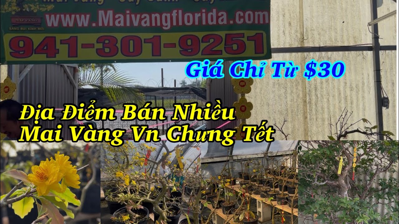Vườn Mai Vàng Florida Đã Có Mặt Tại Nam Cali