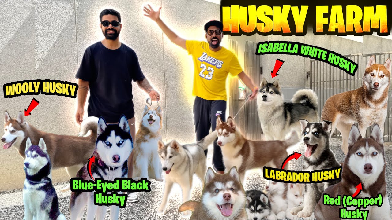 BEST HUSKY KENNEL OF INDIA😍All Time Puppy available😱20+husky (HUSKY KENEEL)