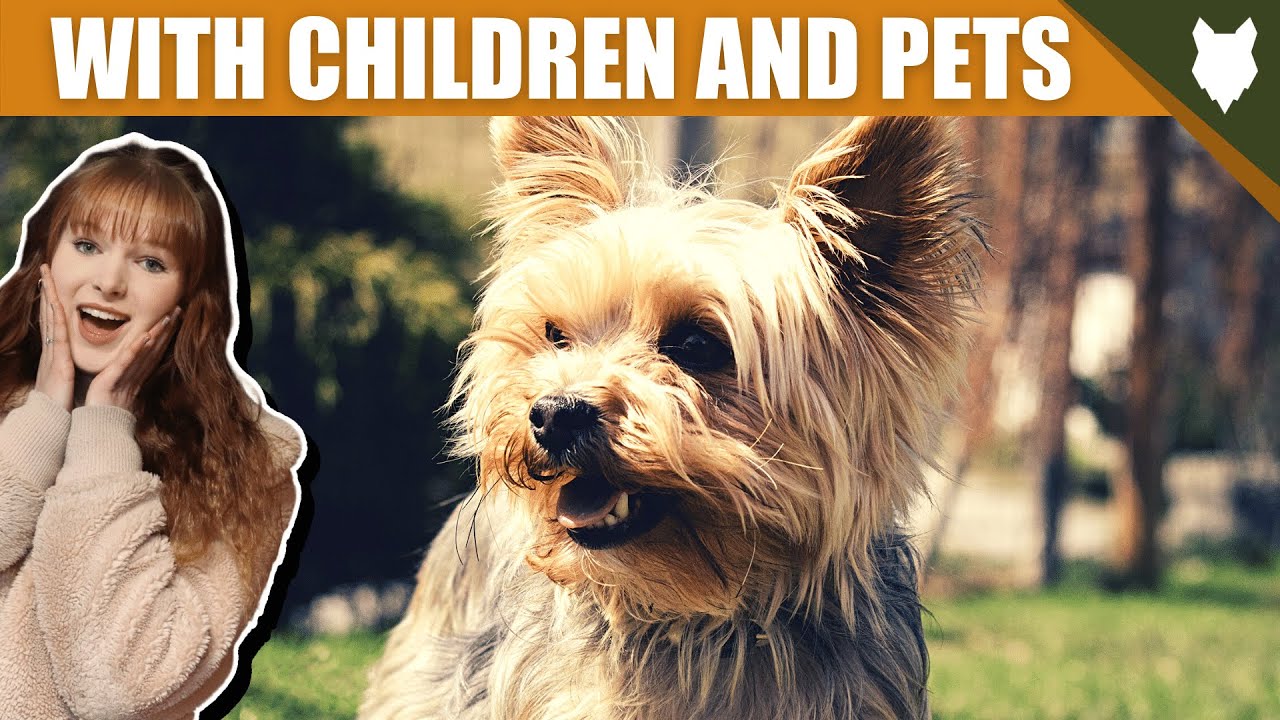 YORKSHIRE TERRIER WITH OTHER CHILDREN AND PETS