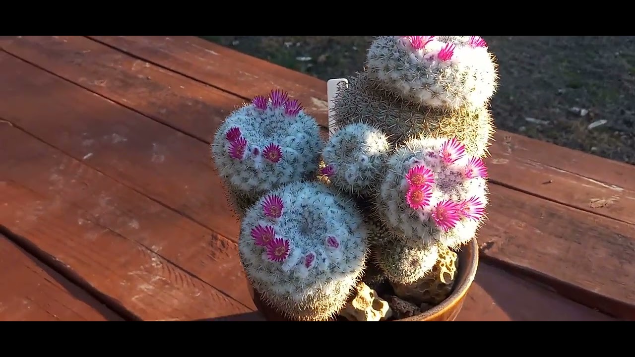 Mammillaria albilinata var. Тегельбергиана праздничный сюрприз 😃👍