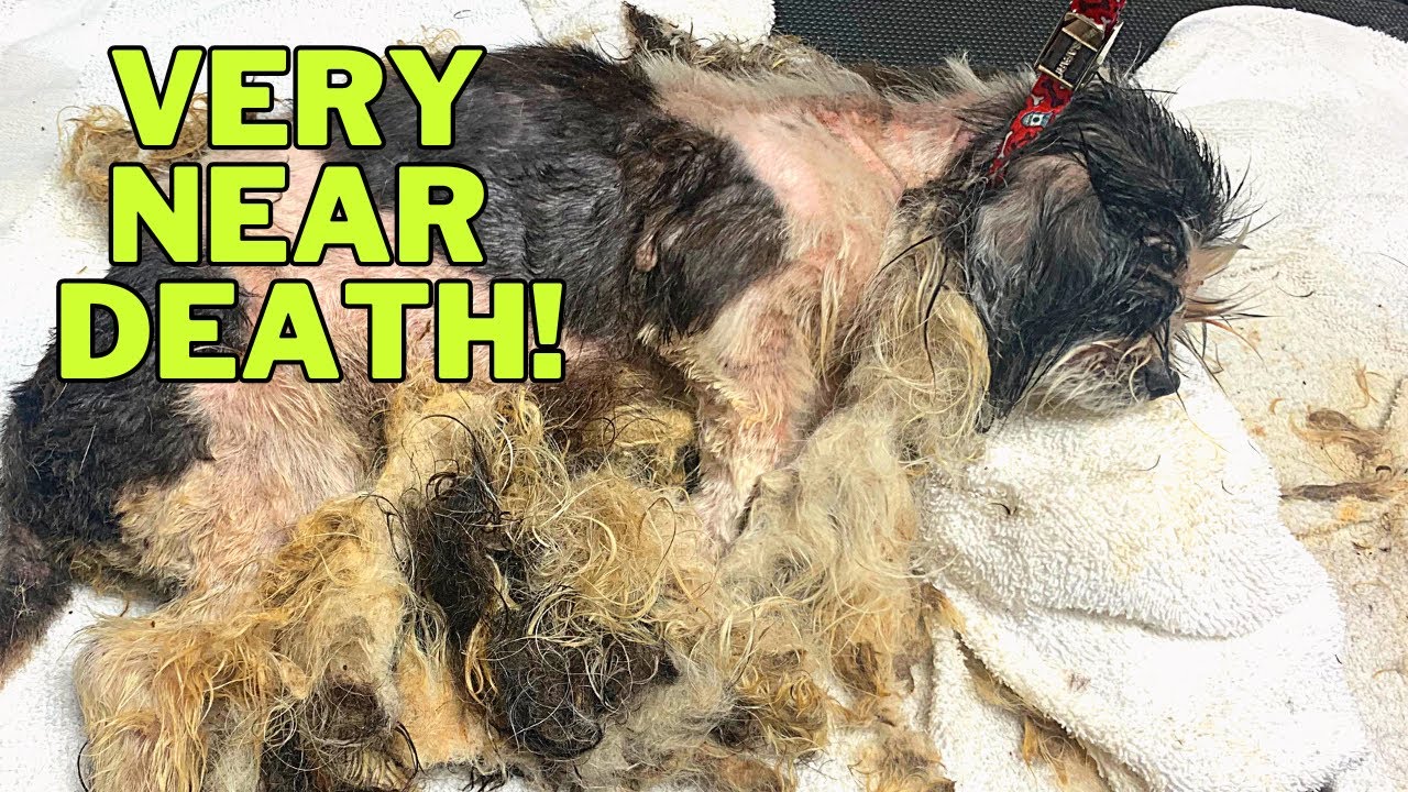 Watch This Flea-Covered Pup Get a Fresh Start! | Shih Tzu Groom