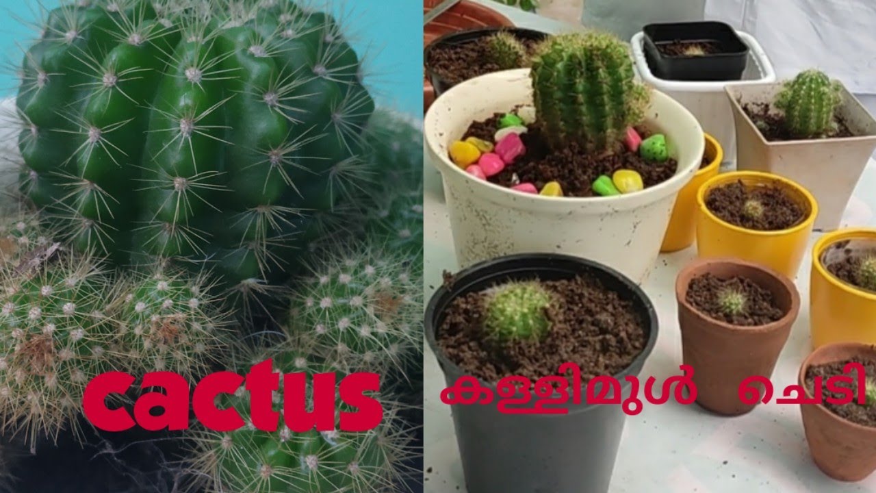 How to repot Cactus💐 Cactus plant care and  Propagation.