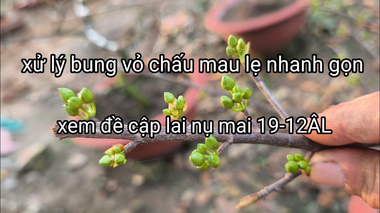 Cách xử lý nụ mai mau bung vỏ chấu và nở bông đúng tết theo ý muốn.