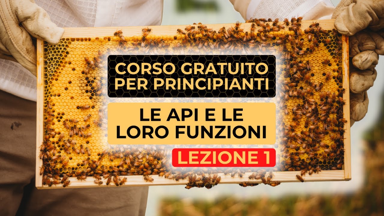 Le Api e le Loro Funzioni all'Interno dell'Alveare - Corso Gratuito per Principianti