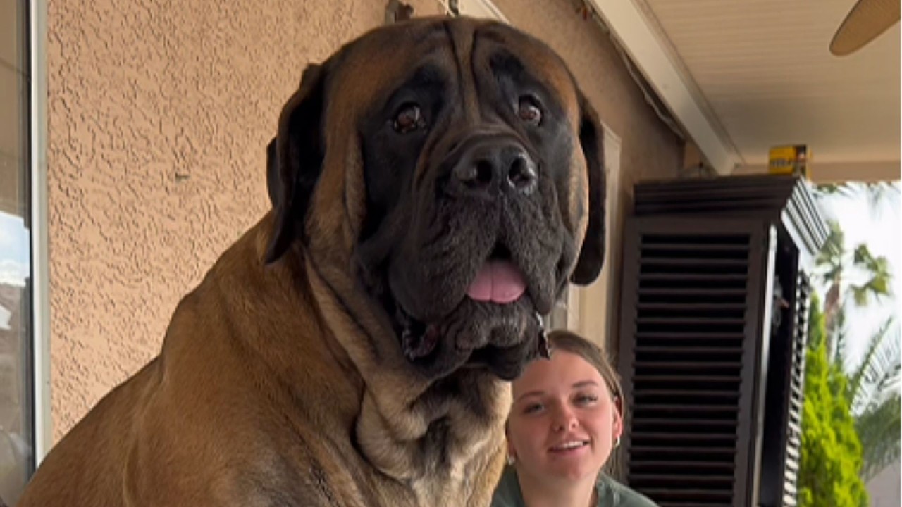 The Moment This Giant Mastiff Moved In, He Never Left Her Side Again