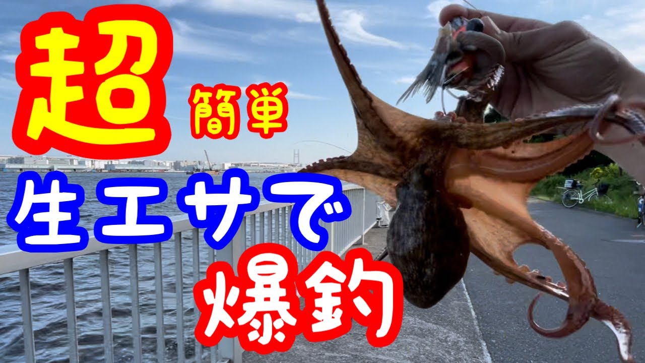 ふれーゆ裏でタコ釣り！スーパーのイワシで釣果UPなるか？