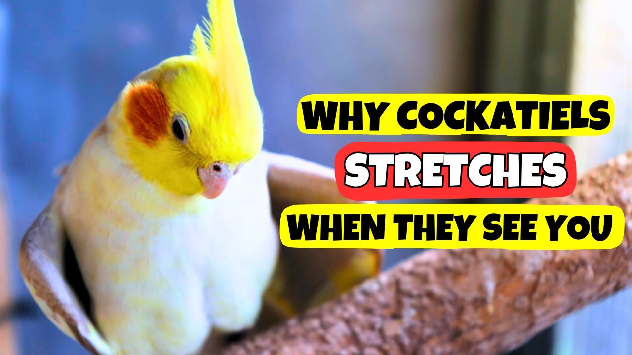 Why Your Cockatiel Stretches When They See You | and Other Behaviors Owners Miss