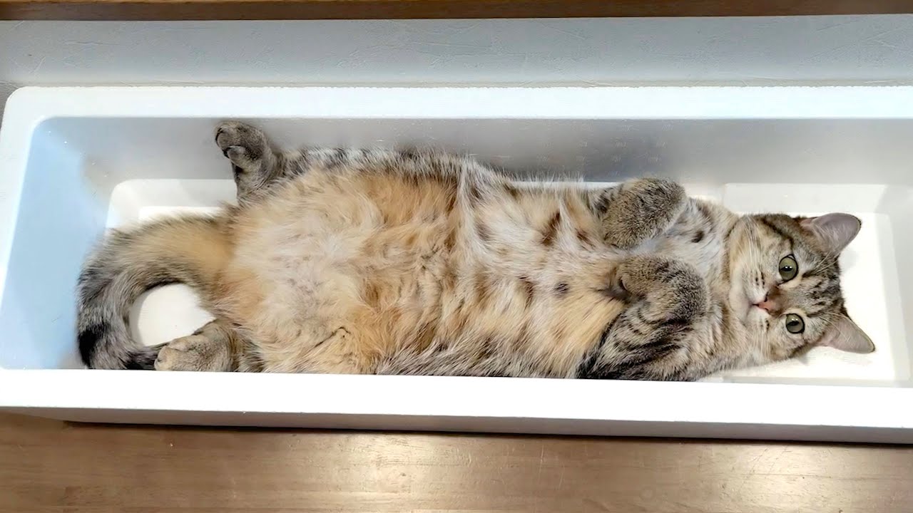 ふたり分のベッドをひとりで占領しちゃう妹猫！