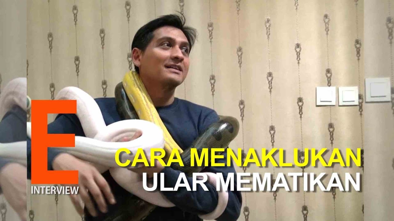 Lucky Hakim Menaklukan Ular Mematikan#luckyhakim#ular#phyton#esgeentertainment
