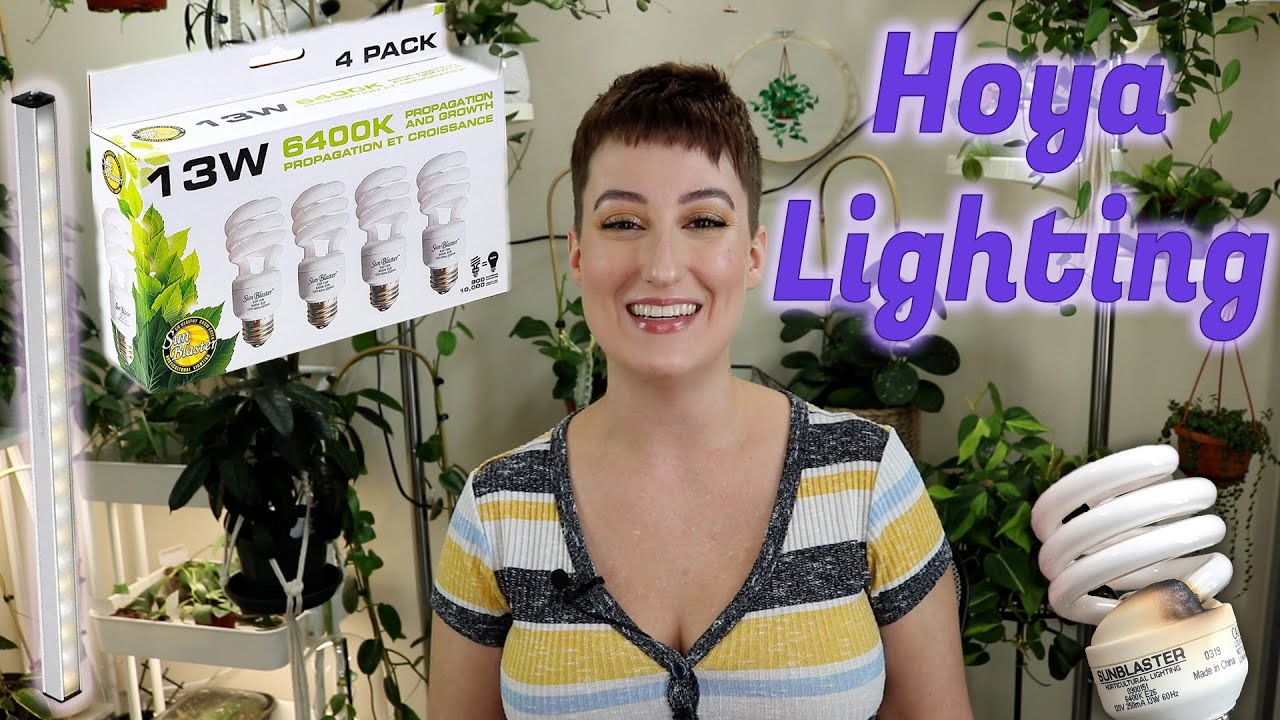 Lighting for HOYAS | DreamsofHoya