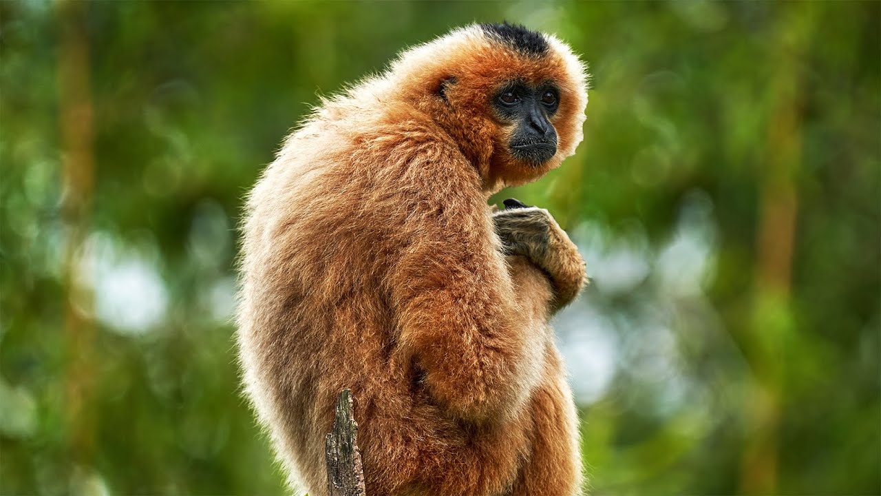 The Problem with Palm Oil: The Industry That's Killing Our Wildlife