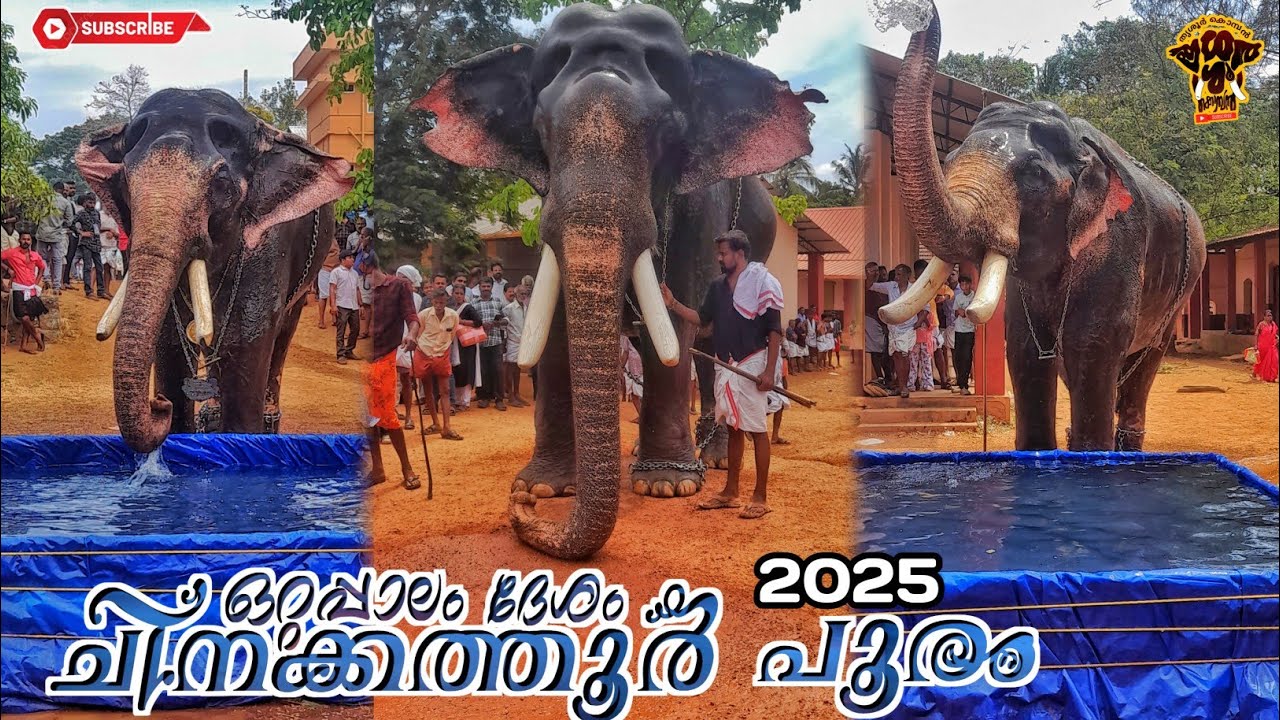 പ്രസിദ്ധമായ ചിനക്കത്തൂർ പൂരം | 5 ആനകളെ അണിനിരത്തി ഒറ്റപ്പാലം ദേശം | chinakkathoor pooram 2025