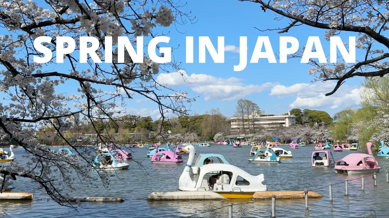 Japan Cherry Blossom Season 🌸 What I Wish I Knew!
